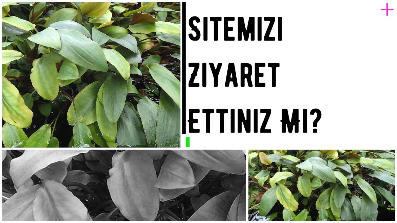 Akvared Akvaryum Bitkileri - Cryptocoryne becketti green
