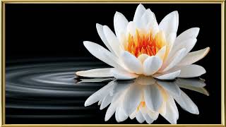 Botanical-Inspired | 3HR Lush White Lotus Gold-Framed Aesthetic Art | Zen TV Screensaver screenshot 3