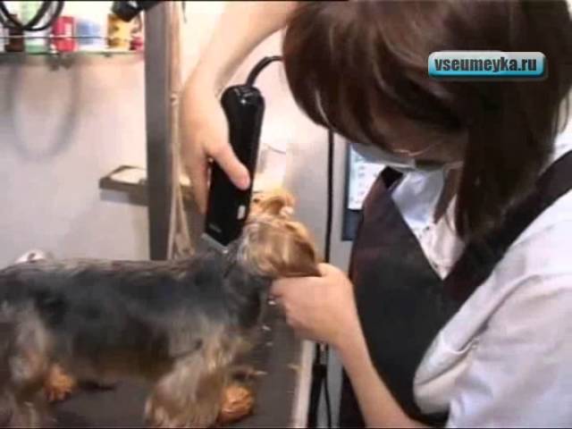 Как стричь собак