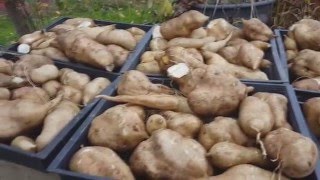 An Afternoon with Alan (Mushroom) Kapuler Details