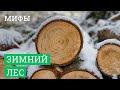 ЛАФЕТОФФ: Мифы про зимний лес в деревянном домостроении