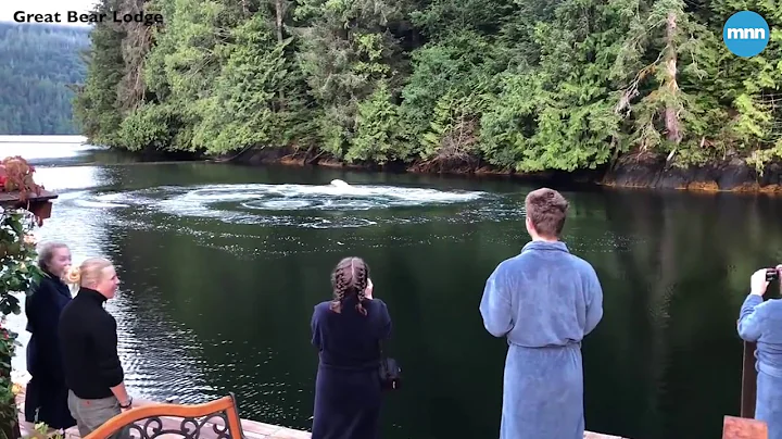 Two Humpback Whales swim up to guests at the Great Bear Lodge in British Columbia