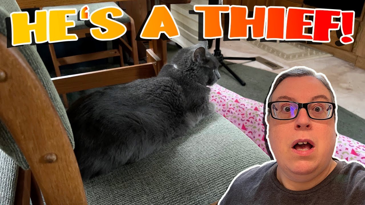Why Does My Cat Always Steal My Chair? YouTube
