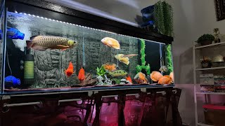 Best Arowana Community: Oscar Fish, King Kong Parrot and Peacock Bass
