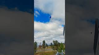 Birthday Balloon Floating Away