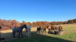 Wire vs. Electric Fences: Tips for Building a Secure Barrier for Mustangs and Cows