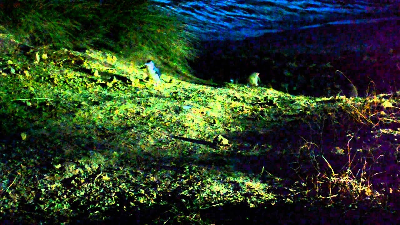 Blue Penguins Pukekura