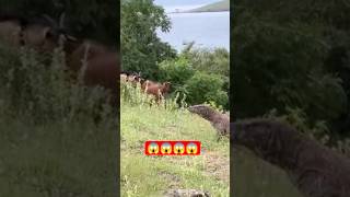 Komodo menghalangi jalan dan kedua kambing itu langsung berhenti #hewan #komodo #pulaukomodo #sat...