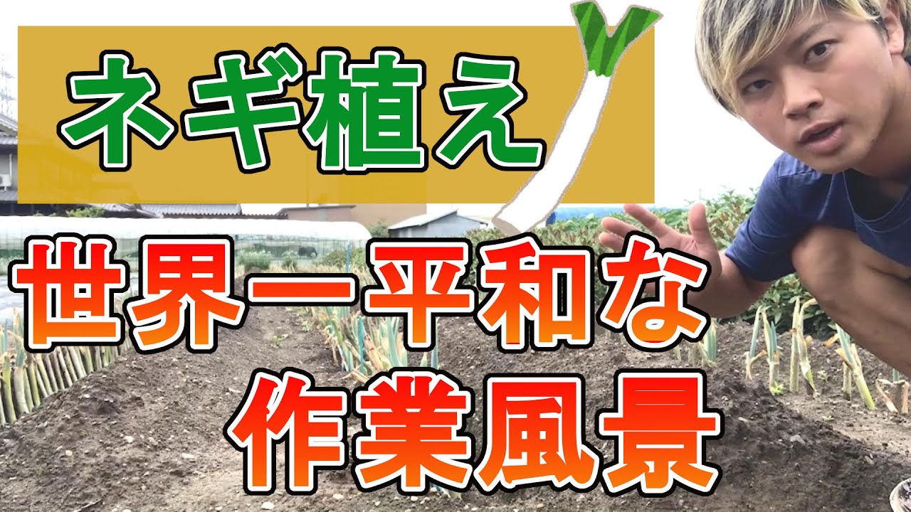 1000本のネギ植え】の作業風景動画です。 - YouTube