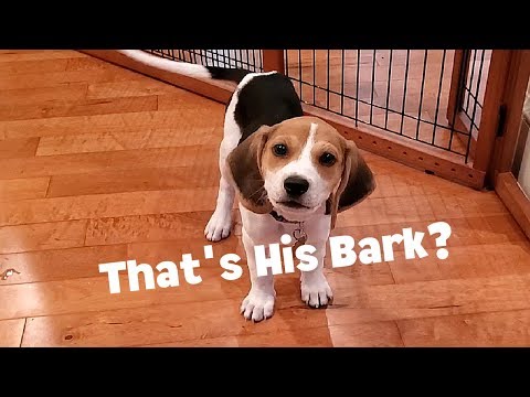 ArnieTheBeagle - Is That Really His Bark? 9-Week Old Beagle Puppy Bark!