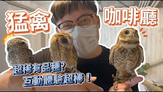 【猛禽控必看】猛禽咖啡廳帶你近距離認識超獨特鳥種！與鷹寶們零距離的互動體驗！| 波氏家族 popofamily |【世界特寵的奇幻體驗】| 栗翅鷹波波 | 哈里斯鷹日常