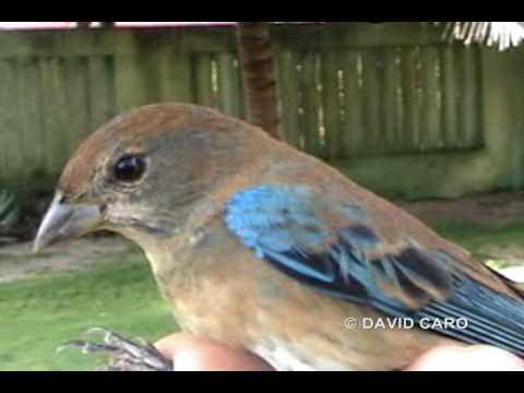 Indigo Bunting, Azulillo Norteo (Passerina cyanea)