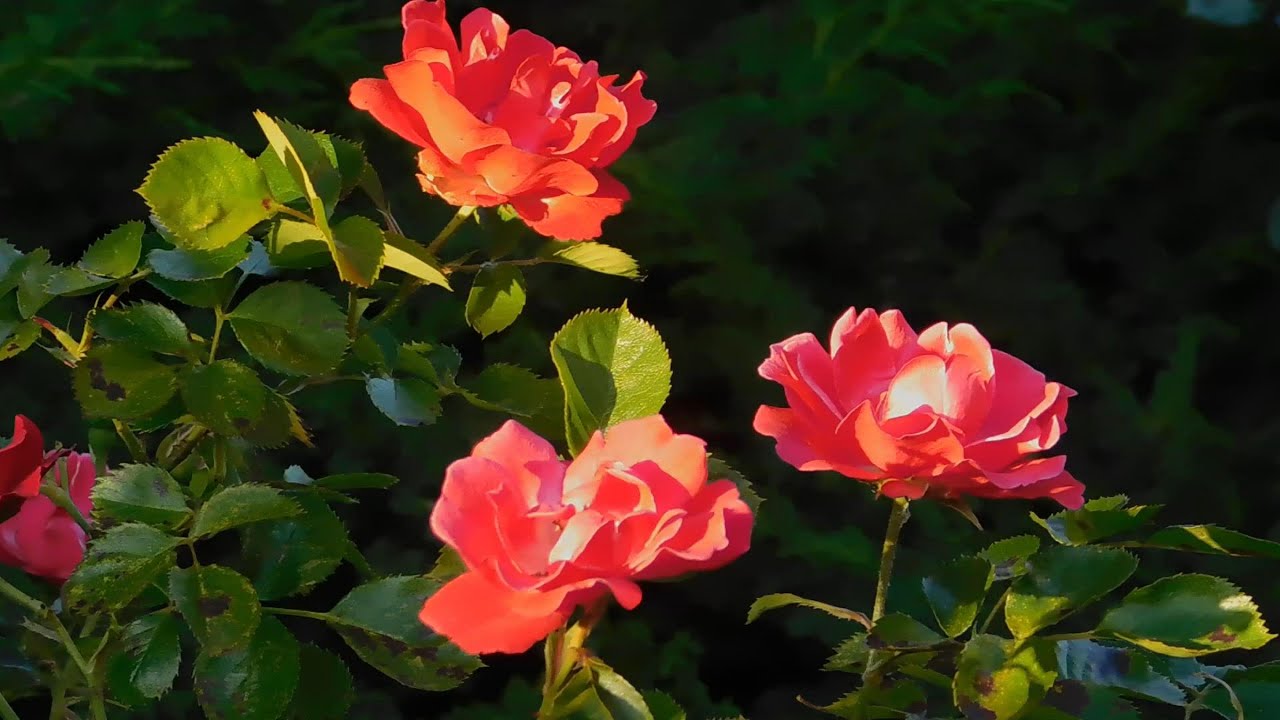 Life is Beautiful | Visual Poem