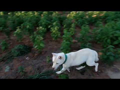 <strong>Cute</strong> Jindo Dog.   . Jeonju <strong>city</strong>( 全州市.전주 ).. KOREA.
