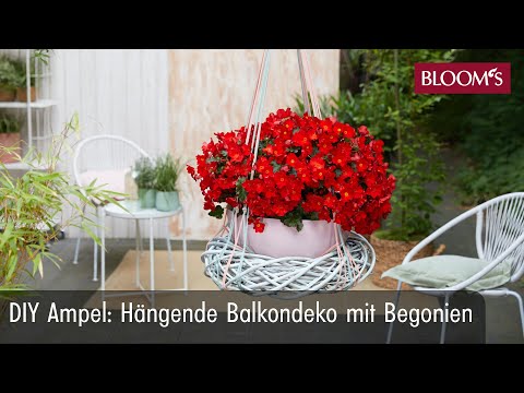 Wideo: Ampel pomidory - dekoracja balkonu