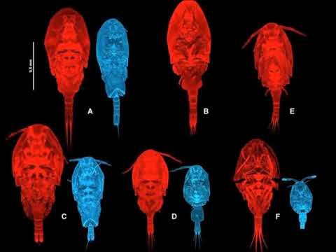 Видео: Копепод: тайлбар, шинж чанар, амьдрах орчин, гэрэл зураг