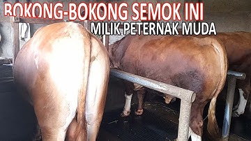 SAPI MONSTER‼️PETERNAK MUDA LOMBOK || amaq andika desa kesik lombok timur