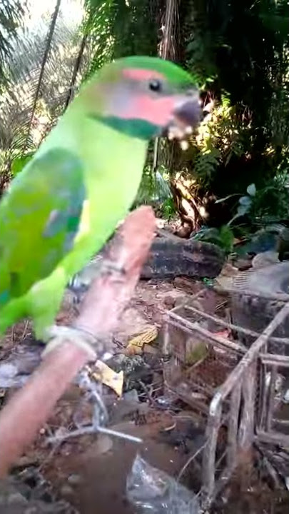 Burung Betet Sumatera