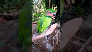 Burung Betet Sumatera