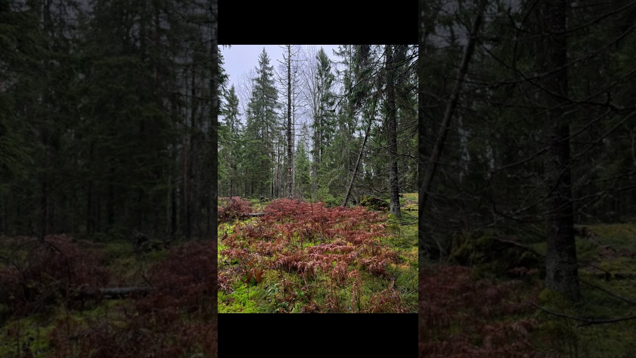 Hej hej everyone- forest management in Sweden!