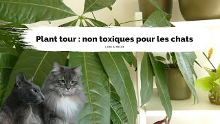 Plant tour : je vous présente toutes les plantes de chez nous (surtout les non toxiques pour chats)