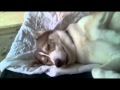 &quot; a husky sleeping in &quot;