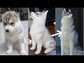 驚異的なスピードで進化していくシベリアンハスキー【成長記録】