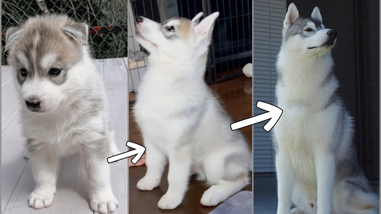 驚異的なスピードで進化していくシベリアンハスキー【成長記録】