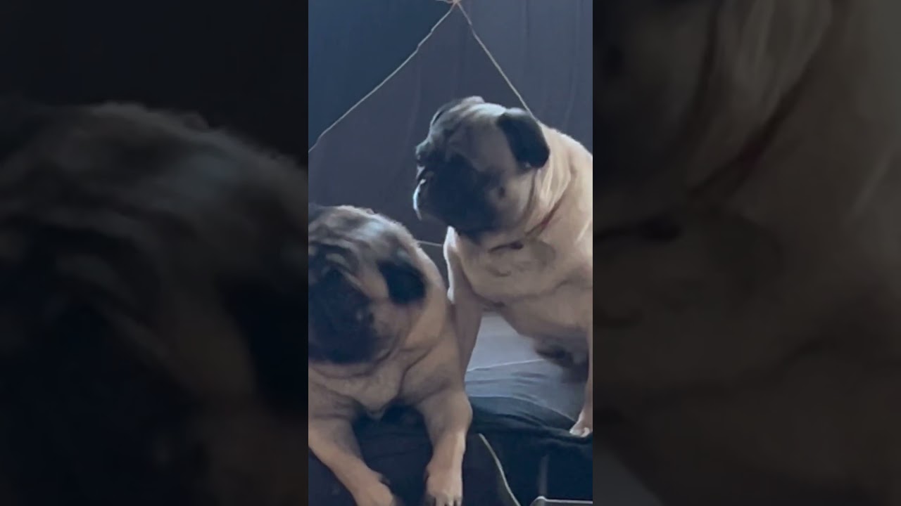 True fact about dogs #doglove #facts #pug #puppy