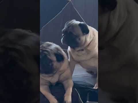 True fact about dogs #doglove #facts #pug #puppy