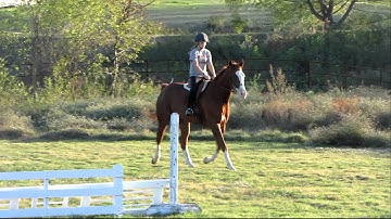 Sonnny Go Lucky Brew - jumping cross rail and small vertical 1 - Valley View Ranch