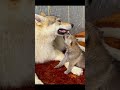 So Cute #Funny #Moments #Videos #2023shorts #funnyvideo #pets