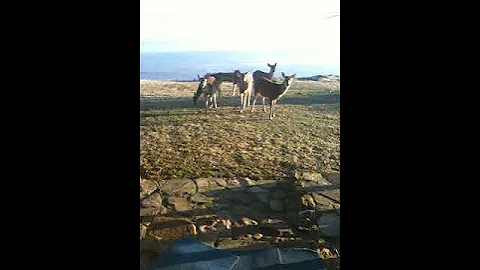 Summit House Deer on Mount Nebo Arkansas