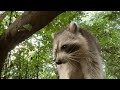 Curious Raccoon Inspecting iPhone 14 Pro Max Up Close!