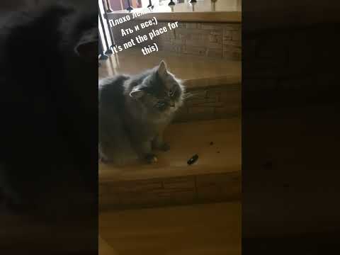 как вы думаете,