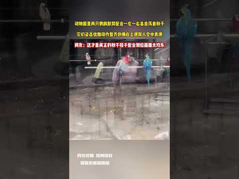 動物園裡兩隻鸚鵡默契配合一左一右各自盪著鞦韆 它們姿態優雅動作整齊彷彿在上演雙人空中表演 網友：這才是眞正的鞦韆搭子配合到位畫面太歡樂