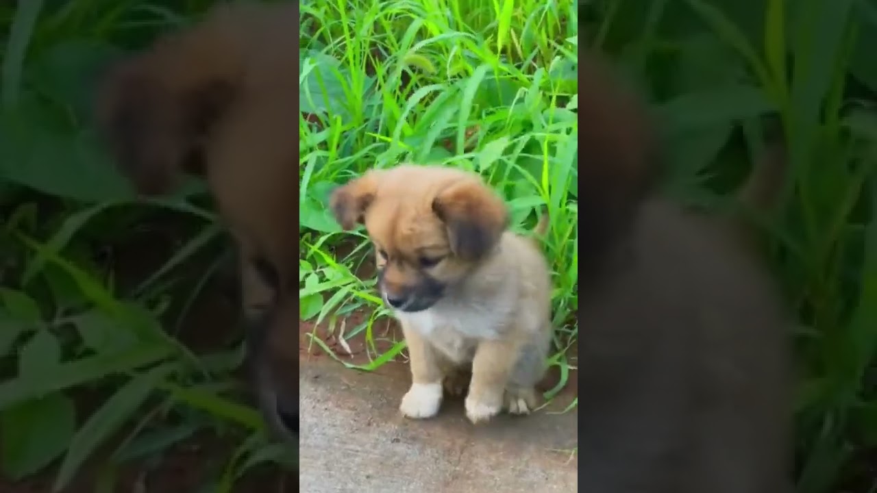 Two dogs playing YouTube