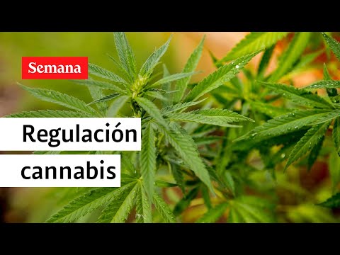 Piden al presidente Petro apoyar regulación del cannabis en Colombia | Semana Noticias