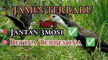 Suara Pikat Ruak-ruak, MP3 Jamin Gak Tunggu Lama