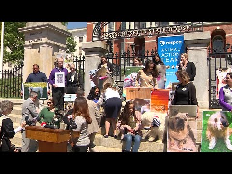 Video: Ši Bostono advokatų kontora yra išskirtinai įsipareigojusi atstovauti šunis