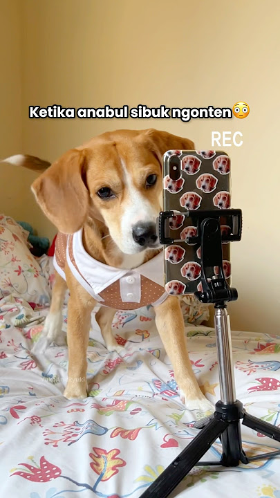 TODAY'S ANABUL HOBBY IS DANCE CONTENT‼️🤣 #shorts #cutedogs