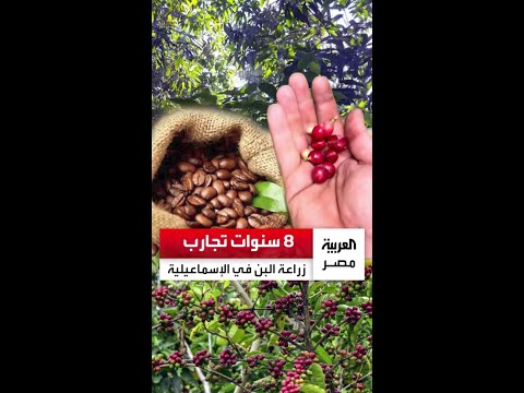 في اليوم العالمي للقهوة مهندس مصري ينجح في زراعة البن بعد 8 سنوات من التجارب في الإسماعيلية