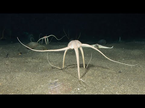 Brittle Stars | Fascinating facts about the unusual echinoderm that flees from light