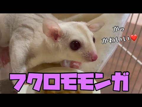 I thought a super cute sugar glider had arrived, but it turned out