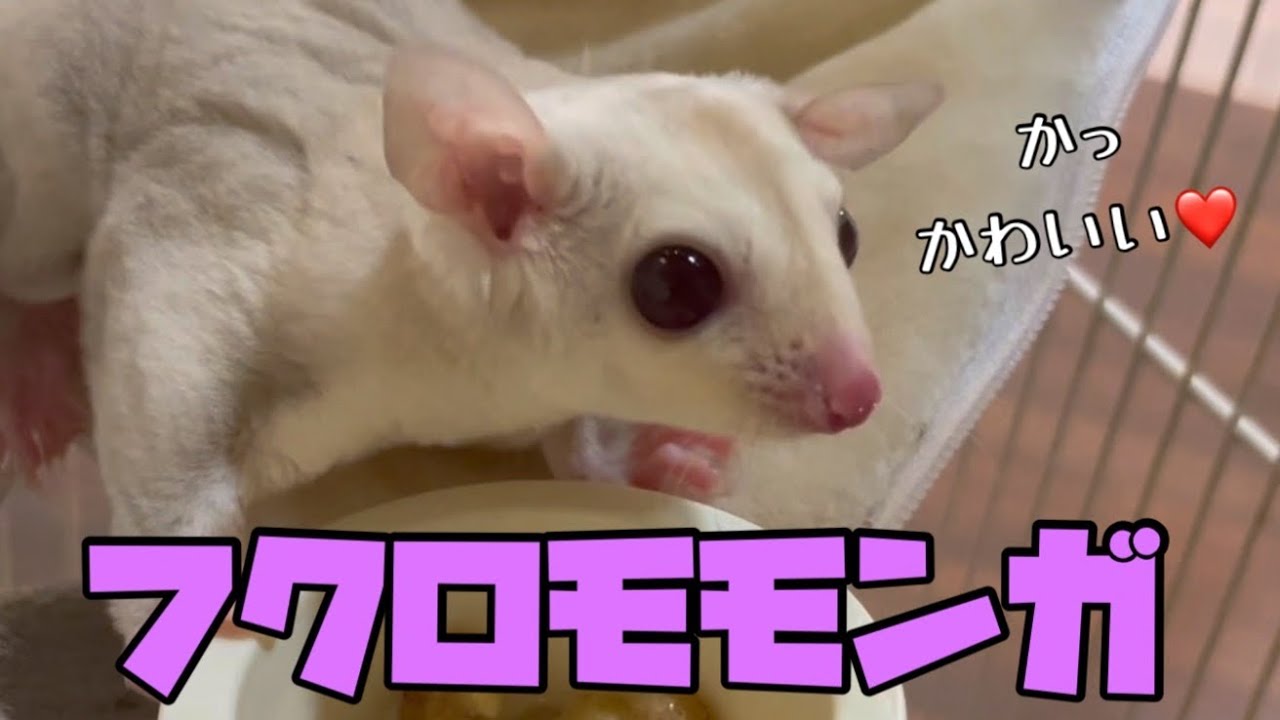 【SPRING SALE】Aユーカリ・プンクタータ　フクロモモンガ♡ I thought a super cute sugar glider had arrived, but it turned out