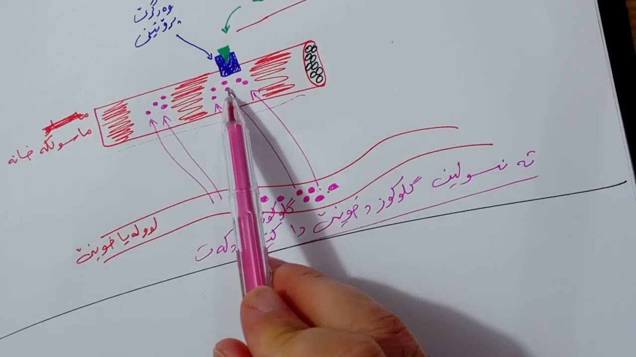 زیندەوەرزانی12 بادینی. پشکا(5-2) (Part 5) پەنکریاس (م. عماد علي)