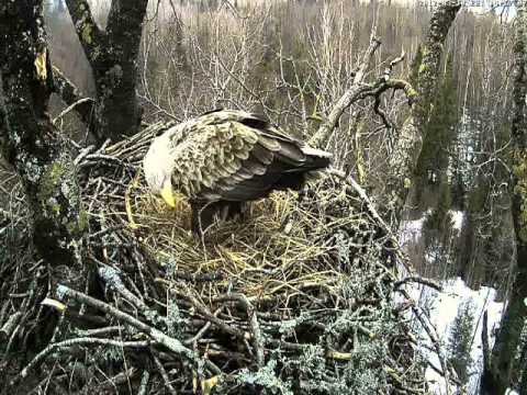 eesti energia White-tailed Eagle visiting the nest. Latvia, March 2012 (I.)