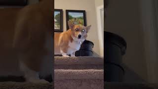 Momma may I have cookie (Corgi Edition)