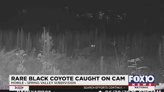 Rare black coyote spotted in Mobile neighborhood Are Black Coyotes Rare