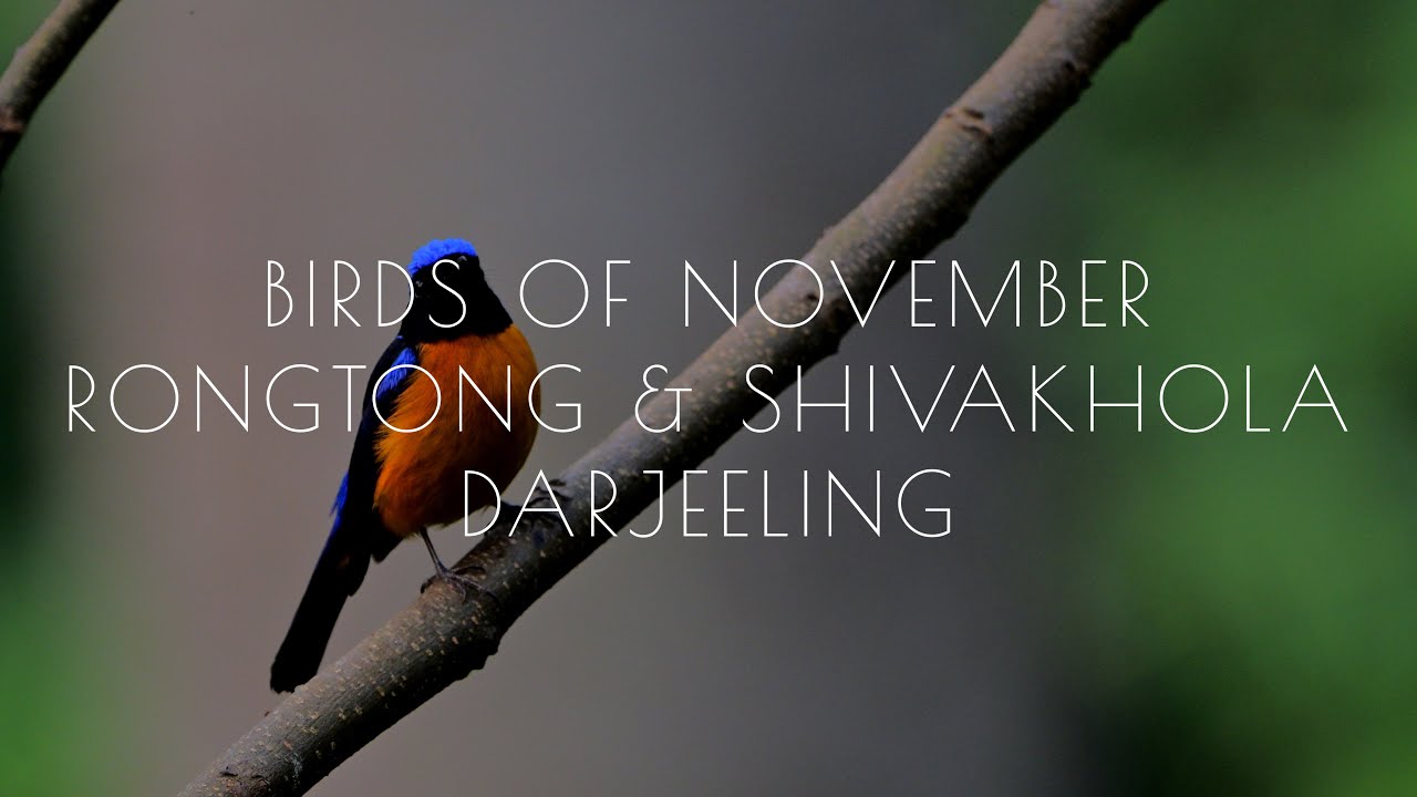 Birds of November